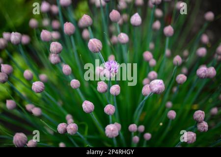 Knospen und grüne Blätter von Schnittlauch oder Allium schoenoprasum im Frühlingsgarten. Nahaufnahme, selektiver Fokus. Stockfoto