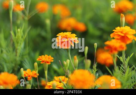 Marigold-Blumen auf dem Feld Stockfoto
