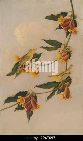 Joseph Bartholomew Kidd, nach John James Audubon Yellow Warbler 1830 Stockfoto