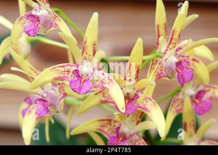 Dendrobium Australian Artist Orchidee in Blume. Stockfoto