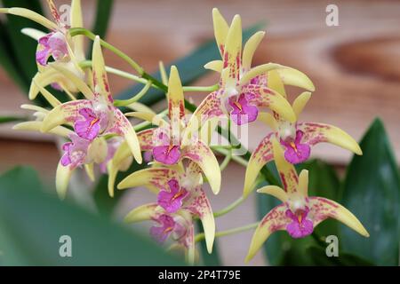 Dendrobium Australian Artist Orchidee in Blume. Stockfoto