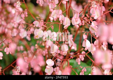 Rosa Scharlach Begonia in Blume Stockfoto