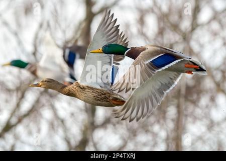 Stockenten im Schnellflug, Nahaufnahme. Ente mit drake, die über den See fliegt. Bäume im Hintergrund. Gattung Anas platyrhynchos. Dubnica, Slowakei. Stockfoto