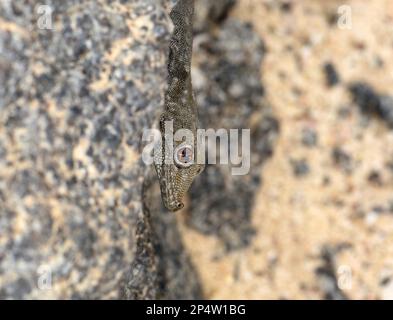 Bradfield's Namib Day Gecko ( Rhoptropus bradfieldi) auf Felswand, Nahaufnahme des Kopfes, Namibia, Januar Stockfoto