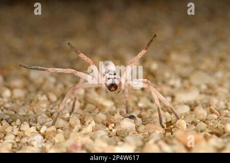 Dancing White Lady Huntsman Spider (Leucorchestris arenicola) Legs raised in Dancing Behavior, Swakopmund, Namibia, Januar. Stockfoto