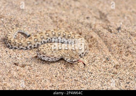 Namaqua Dwarf Adder (Bitis schneideri) bewegt sich auf Sand, Zunge ausgestreckt, die kleinste Leiter der Welt, Oranjemund, Namibia, Januar Stockfoto