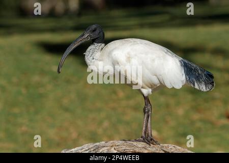 Ein australisches weißes Ibis (Threskiornis molucca), das auf einem Baumstamm neben einer Grasfläche steht. Stockfoto