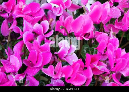 Rosafarbene persische Cyclamen-Blütenpflanze (Cyclamen persicum), Alpenviolett mit Wassertropfen Stockfoto