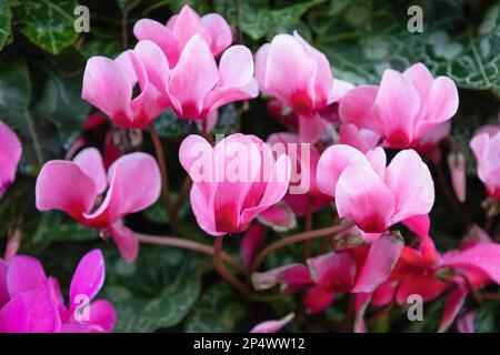 Rosa persische Cyclamen blühende Pflanze Cyclamen persicum, Alpenviolett Stockfoto