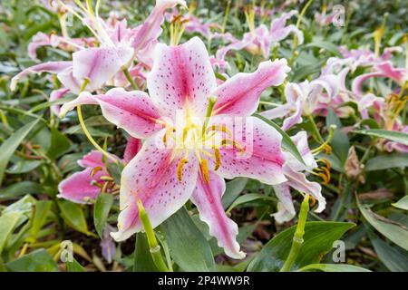 Rosa weiße Lilium candidum Madonna Lily, Lilien mit grünen Blättern im Garten Stockfoto