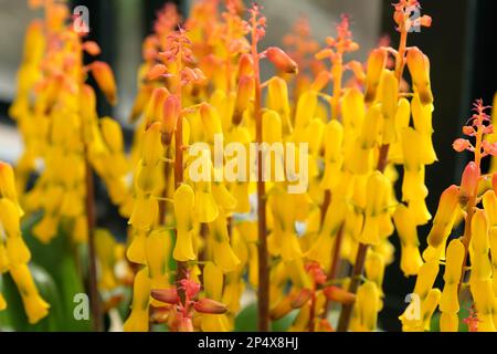 Lachenalia thunbergii, oder Cape Cowslip, in Blume. Stockfoto