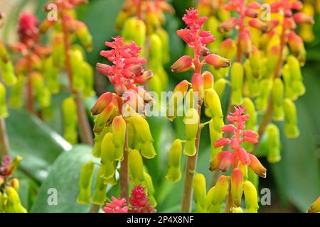 Lachenalia thunbergii, oder Cape Cowslip, in Blume. Stockfoto