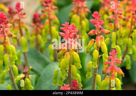 Lachenalia thunbergii, oder Cape Cowslip, in Blume. Stockfoto