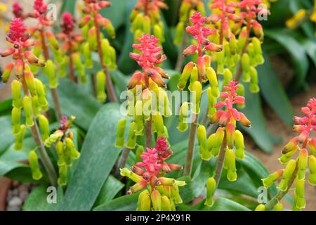 Lachenalia thunbergii, oder Cape Cowslip, in Blume. Stockfoto