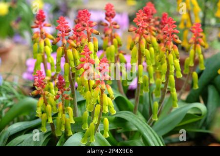 Lachenalia thunbergii, oder Cape Cowslip, in Blume. Stockfoto