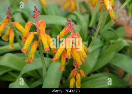 Lachenalia Tricolor Frangie oder Cape Cowslip, in Blume. Stockfoto