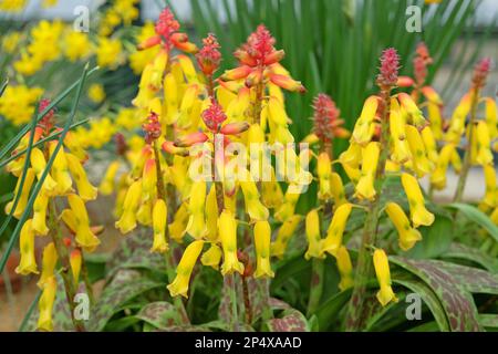 Lachenalia Tricolor Frangie oder Cape Cowslip, in Blume. Stockfoto