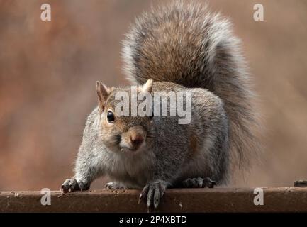 Ein Eichhörnchen kommt an Deck an Stockfoto