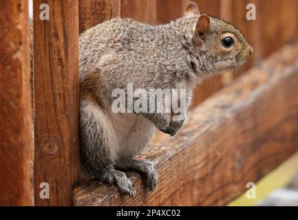 Ein Eichhörnchen kommt an Deck an Stockfoto