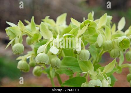 Der stinkende Hellebun "Gelbe Wilgenbroek" in Blüte Stockfoto