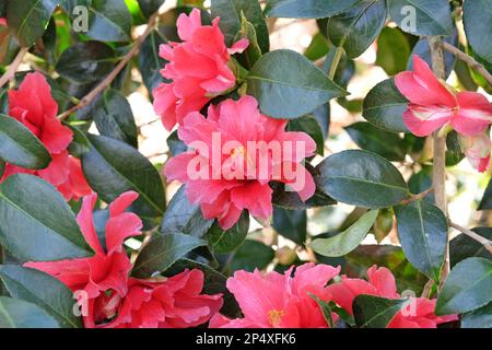 Halb-Doppel-Kamelie „Freedom Bell“ in Blume. Stockfoto