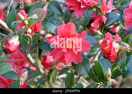 Halb-Doppel-Kamelie „Freedom Bell“ in Blume. Stockfoto