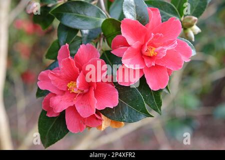 Halb-Doppel-Kamelie „Freedom Bell“ in Blume. Stockfoto