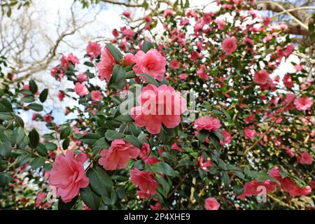 Doppelte Camellia 'Water Lily in Blume. Stockfoto