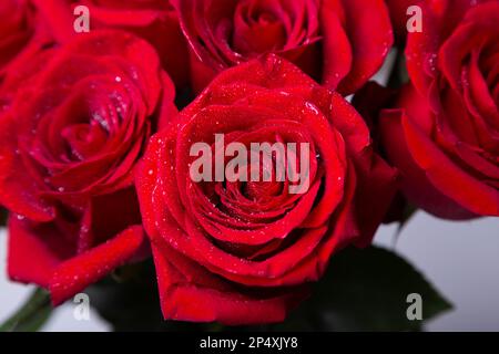 Strauß roter (weinroter) Rosen auf weißem Hintergrund. Wassertropfen. Selektiver Fokus, Nahaufnahme. Stockfoto