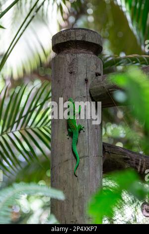 Mauritius Tieflandwald Tag Gecko Phelsuma guimbeaui, Savanne, Mauritius Stockfoto