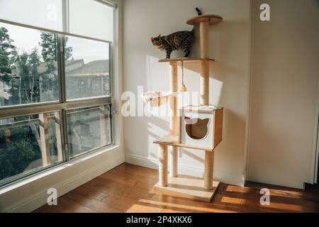 Holzkatze im modernen Haus. Ein Katzenbaum ist eine künstliche Struktur für eine Katze zum Spielen. Hochwertiges Foto Stockfoto