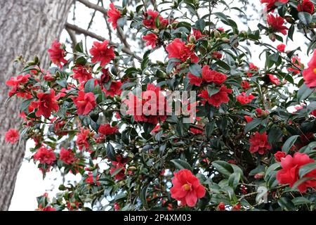 Eine Kamelien-Freiheitsglocke in Blüte. Stockfoto