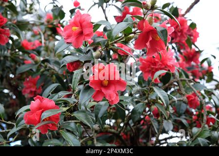 Eine Kamelien-Freiheitsglocke in Blüte. Stockfoto