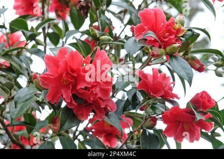 Eine Kamelien-Freiheitsglocke in Blüte. Stockfoto