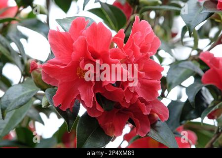 Eine Kamelien-Freiheitsglocke in Blüte. Stockfoto