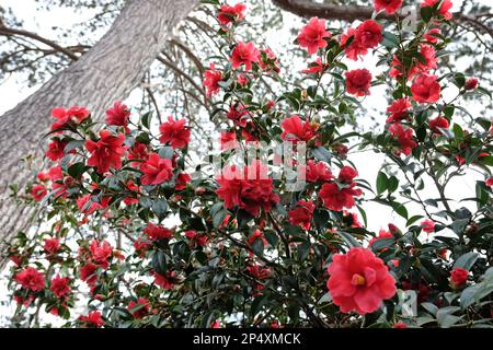 Eine Kamelien-Freiheitsglocke in Blüte. Stockfoto