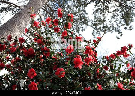 Eine Kamelien-Freiheitsglocke in Blüte. Stockfoto