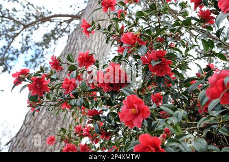 Eine Kamelien-Freiheitsglocke in Blüte. Stockfoto