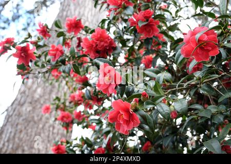 Eine Kamelien-Freiheitsglocke in Blüte. Stockfoto