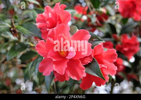 Eine Kamelien-Freiheitsglocke in Blüte. Stockfoto