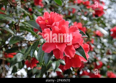 Eine Kamelien-Freiheitsglocke in Blüte. Stockfoto