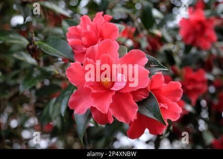 Eine Kamelien-Freiheitsglocke in Blüte. Stockfoto