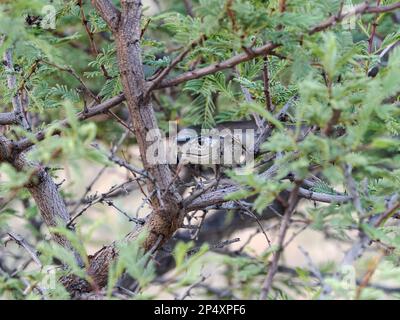 Schwarze Mamba-Schlange (Dendroaspis polylepis), die sich durch einen Akazienbaum mit ausgestreckter Zunge bewegt, Windhoek, Namibia Stockfoto