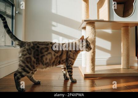 Wunderschöne, stilvolle bengalische Katze. Tierporträt. Verspielte Katze. Die bengalische Katze liegt auf dem Boden. Stockfoto