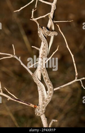 Seeeierschlange (Dasypeltis scabra), die an einem Zweig entlang klettert, Windhoek, Namibia, Januar Stockfoto