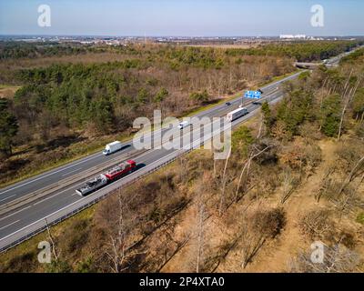 Waldausbrüche im Hessischen Ried an der Autobahn A67 in der Nähe von Darmstadt sind Fichten durch Dürre und Insekten erkrankt und beschädigt Stockfoto