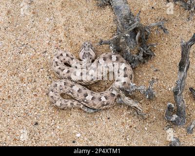 Horned Adder (Bitis caudalis) auf sandigem Boden gerollt, Namibia, Januar Stockfoto