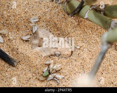 Horned Adder (Bitis caudalis) versteckt sich im Sand mit nur dem Kopf sichtbar, Namibia, Januar Stockfoto