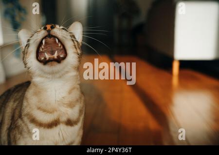 Wunderschöne, stilvolle bengalische Katze. Tierporträt. Verspielte Katze. Die bengalische Katze liegt auf dem Boden. Stockfoto