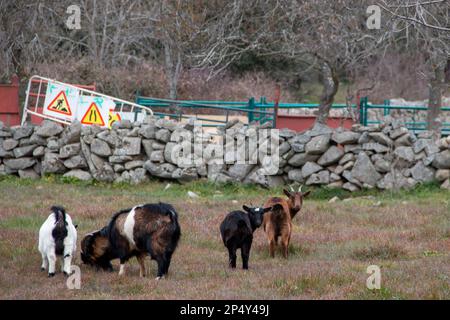 Ziegen in ihrem Korral an Wintertagen können Sie das Gras, das sie fressen, sowie die Berglandschaft, in der sie leben, bewundern Stockfoto